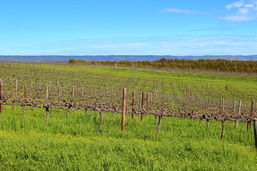 Fototapeta na wymiar vineyard in south australia