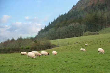 Obraz premium white sheep and rams with steep horns graze on a green lawn at the foot of a large mountain near the forest