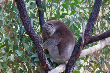 koala on tree