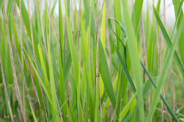Fototapeta na wymiar Green grass with a grasshopper. Close-up