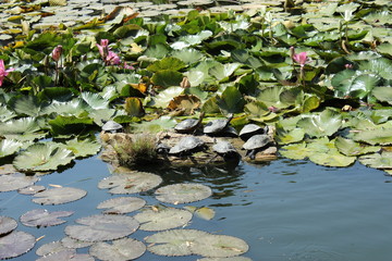 Obraz na płótnie Canvas turtles on the lake