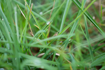 Green grass with a spider. Close-up