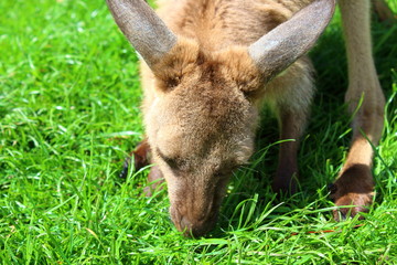 Fototapeta premium kangaroo in australia