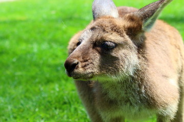 Kangaroo in australia
