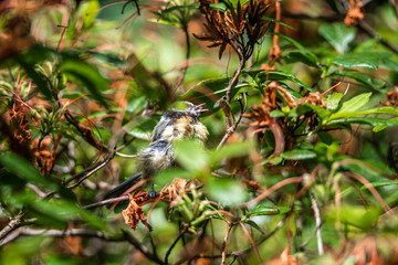 Germany Bird hidden in Tree leaves green branches bokeh sharp focus