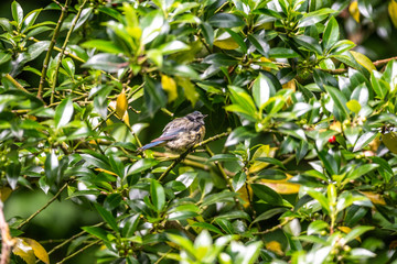 Germany Bird hidden in Tree leaves green branches bokeh sharp focus