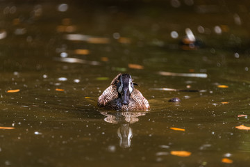 The duck with ducklings swims in the evening in the lake