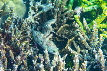 Unterwasseraufnahmen: Fische, Korallen