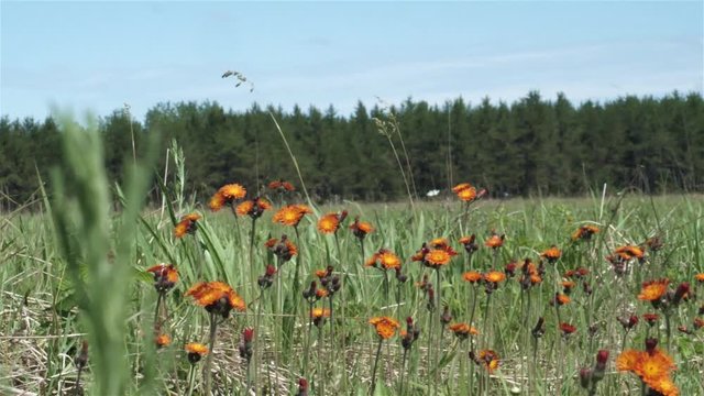 Panning shot of orange prairie flowers.