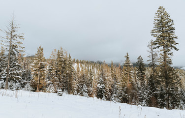 winter landscape with trees and snow