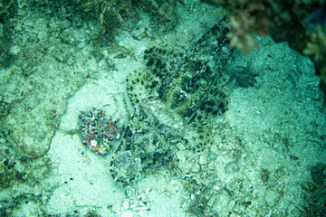 Unterwasseraufnahmen: Fische, Korallen