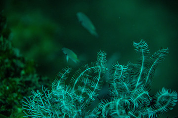 Unterwasseraufnahmen: Fische, Korallen