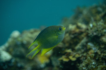 Unterwasseraufnahmen: Fische, Korallen