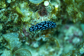 Unterwasseraufnahmen: Nudibranch, Korallen