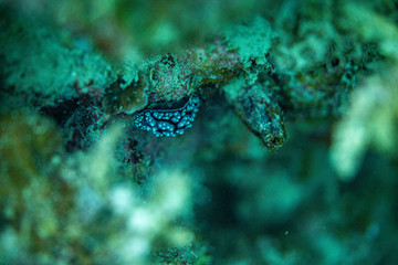 Unterwasseraufnahmen: Nudibranch, Korallen