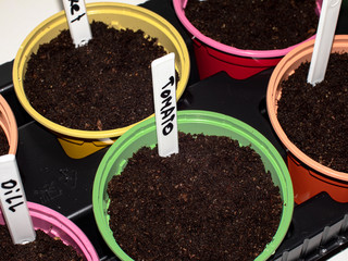 pots with seedlings. a tag with the name of the plant stuck in the ground. lettering on the tag - tomato