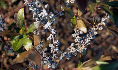 bayberry in autumn