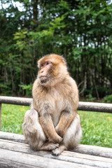 Portrait of a monkey sitting on log monkey forest germany close up fluffy cute small baby copy space text animal concept zoo