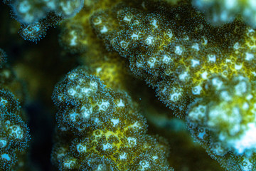 Unterwasseraufnahmen: Fische, Korallen