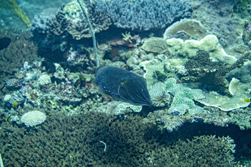 Fototapeta na wymiar Unterwasseraufnahmen: Tintenfisch, Korallen
