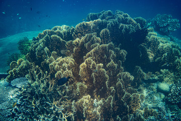 Unterwasseraufnahmen: Fische, Korallen