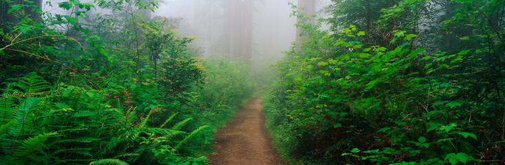 This is the Lady Bird Johnson Grove of old growth redwoods which are around 2500 years old.