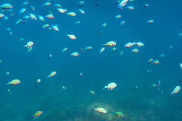 Obraz na płótnie Canvas Unterwasseraufnahmen: Fische, Korallen