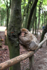 Portrait of a monkey sitting on log monkey forest germany close up fluffy cute small baby copy space text animal concept zoo