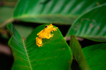 Gelber Goldbaumsteiger Frosch auf Blatt im Amazonas in Peru