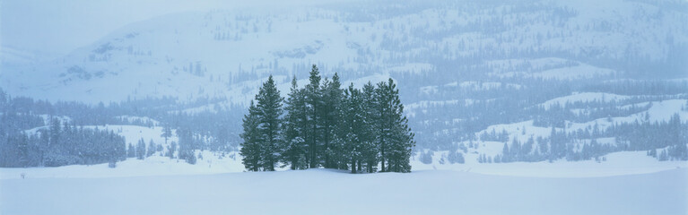 These are winter trees in a snow storm. They are located near the Kirkwood ski area. They are surrounded by a snowy hillside.