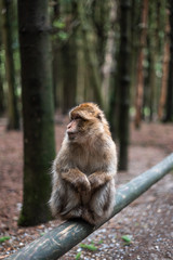 Portrait of a monkey sitting on log monkey forest germany close up fluffy cute small baby copy space text animal concept zoo