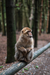 Portrait of a monkey sitting on log monkey forest germany close up fluffy cute small baby copy space text animal concept zoo
