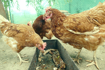Hens feed on the traditional rural barnyard. Hen standing in grass on rural garden in countryside. Close up of chicken standing at barn yard with chicken coop. Free range poultry farming
