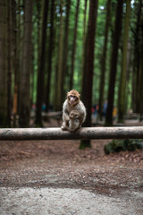 Portrait of a monkey sitting on log monkey forest germany close up fluffy cute small baby copy space text animal concept zoo