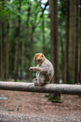 Portrait of a monkey sitting on log monkey forest germany close up fluffy cute small baby copy space text animal concept zoo