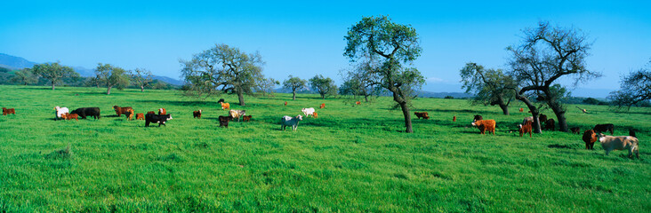 These are cattle grazing in a spring field.