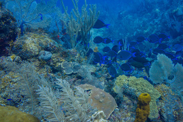 Fototapeta na wymiar Tropical fish swimming over healthy coral reef