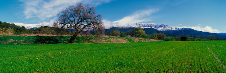 Fototapeta na wymiar This is Upper Ojai in the spring with snow on the Topa Topa Mountains. There is a large oak tree with a green field and a few wildflowers growing. There is a blue sky.