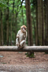 Portrait of a monkey sitting on log monkey forest germany close up fluffy cute small baby copy space text animal concept zoo