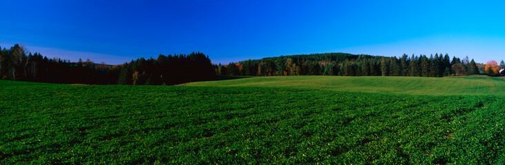 Fototapeta premium This is a green field on Darling Hill Road. There are fall leaves on the distant trees with a clear blue sky.