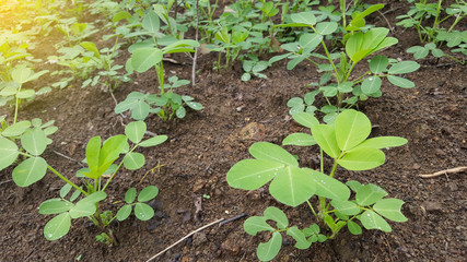 Peanut plants with fresh leaves. Good care makes more crops