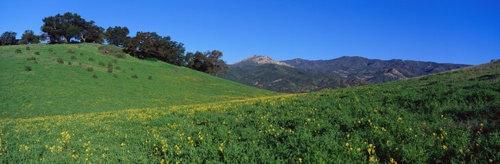 This is a the view toward Santa Barbara along Route 150. There are spring wildflowers growing in a field with live oaks in the distance. The Topa Topa Mountains are in the background.