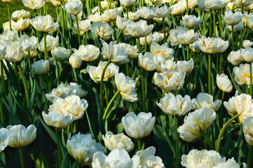 Blooming white tulips,  a symbol of purity and spring.