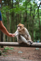 monkey taking food from human hand woman feeding monkey forest germany