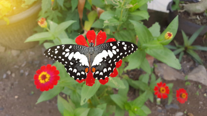 A beautiful butterfly is perched on a flower and sucks honey in sunny day