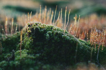 bright macro landscape of colorful moss and grass with droplets. Shallow depth of field with bokeh.
