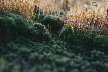 bright macro landscape of colorful moss and grass with droplets. Shallow depth of field with bokeh.