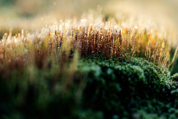 bright macro landscape of colorful moss and grass with droplets. Shallow depth of field with bokeh.