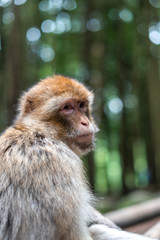 macaque monkey portrait with rainforest background closeup fluffy cute emotional monkey forest zoo bokeh