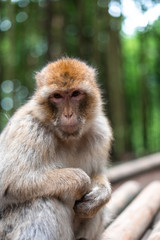 macaque monkey portrait with rainforest background closeup fluffy cute emotional monkey forest zoo bokeh